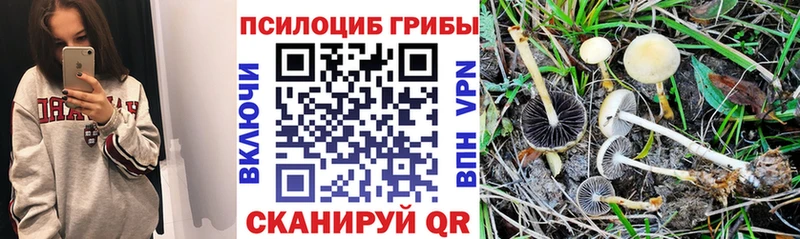 Псилоцибиновые грибы прущие грибы  Купить  Губаха 
